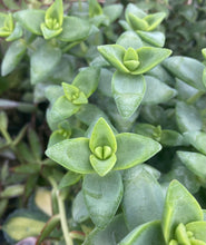Load image into Gallery viewer, Giant string of Buttons Crassula