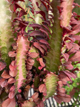 Load image into Gallery viewer, Cathedral Cactus Rubra