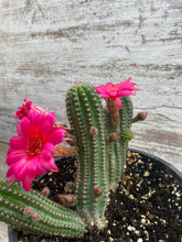 Load image into Gallery viewer, Cactus  Rose Quartz