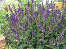 Load image into Gallery viewer, Salvia May Night