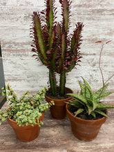 Load image into Gallery viewer, Cathedral Cactus Rubra