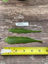 Load image into Gallery viewer, Epiphyllum Queen of the Night Cactus