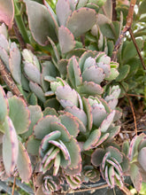 Load image into Gallery viewer, Kalanchoe Lavender Scallops