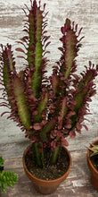 Load image into Gallery viewer, Cathedral Cactus Rubra