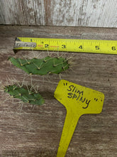 Load image into Gallery viewer, Cactus Slim Spiny
