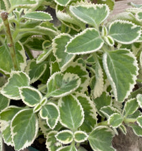 Load image into Gallery viewer, Herb Variegated Cuban Oregano