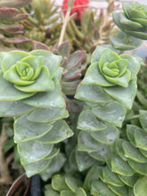 Load image into Gallery viewer, Giant string of Buttons Crassula