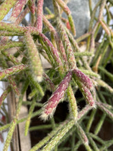 Load image into Gallery viewer, Cactus Rhipsalis Wickerware