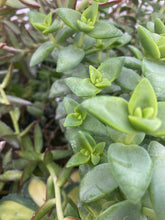 Load image into Gallery viewer, Giant string of Buttons Crassula