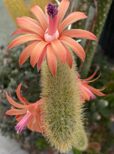 Load image into Gallery viewer, Monkey Tail Cactus