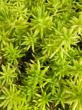 Load image into Gallery viewer, Sedum Lemon Ball