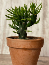 Load image into Gallery viewer, Cactus yGumby