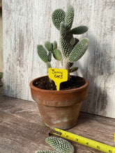 Load image into Gallery viewer, Cactus White Bunny Ears