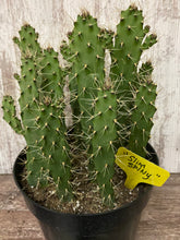 Load image into Gallery viewer, Cactus Slim Spiny