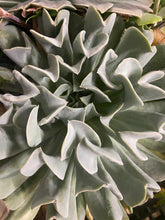 Load image into Gallery viewer, Echeveria Topsy Turvy