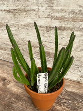 Load image into Gallery viewer, Stapella Blue Bell