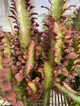 Load image into Gallery viewer, Cathedral Cactus Rubra