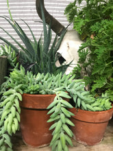 Load image into Gallery viewer, Donkey Tails