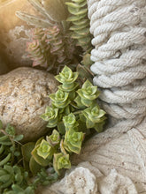 Load image into Gallery viewer, String of Buttons- Variegated Necklace Vine