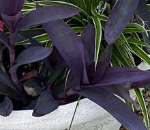 Load image into Gallery viewer, Tradenscantia Purple Heart