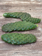 Load image into Gallery viewer, Cactus Roadkill