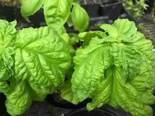 Load image into Gallery viewer, Basil