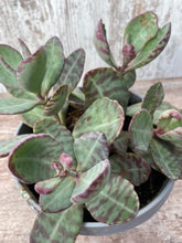 Load image into Gallery viewer, Kalanchoe Desert Suprise