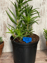 Load image into Gallery viewer, Climbing Aloe