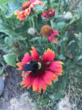 Load image into Gallery viewer, Gaillardia Arizona Sun