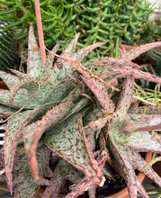 Load image into Gallery viewer, Aloe White Fox