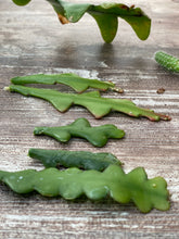 Load image into Gallery viewer, Epiphyllum Fishbone