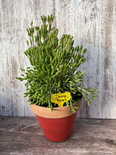 Load image into Gallery viewer, Rhipsalis Dancing Bones Cactus