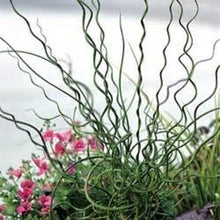 Load image into Gallery viewer, Spiral Reed Grass